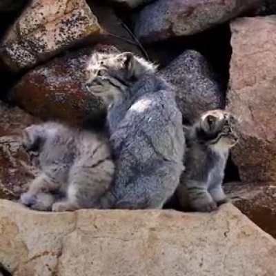 ?The Pallas's cat (Otocolobus manul)