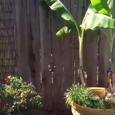 Caught the neighborhood "peeping tom" in action
