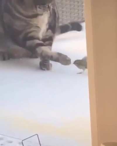 Cat brings owner a gift.