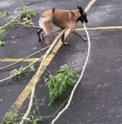 Good boi with his branch