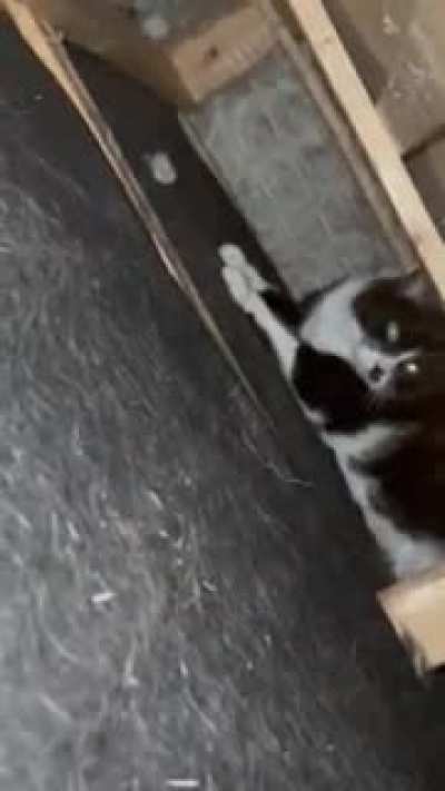 My cat likes to live under my bed,