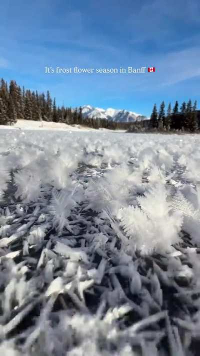 Magical and ephemeral beauty of frost Flower season in Banff?