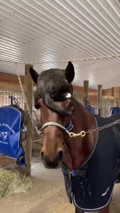 A cat on a horse!