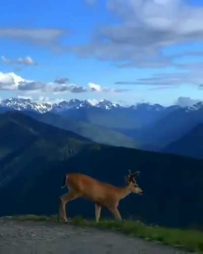 ? Deer overlooking beautiful mountains