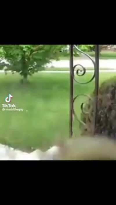 Bee at the door