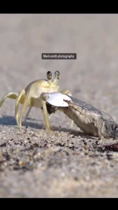 ?Crab takes an opportunity to prey on a hatching unlucky sea turtle