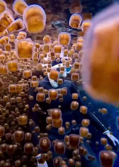 ? Thimble Jellyfish in Bohol, Philippines