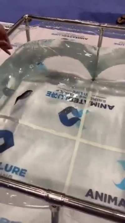 Fishing lure comes to life when dropped in water.