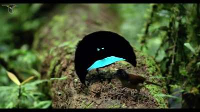? One of the rarest birds you can see [Greater Lophorina]
