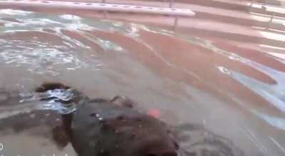 ? A platypus at Healesville Sanctuary, Australia - their mission is to restore wild populations of endangered animals