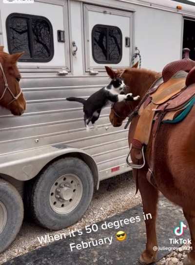 Kitty up giddy up go