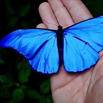 ? This metallic blue butterfly