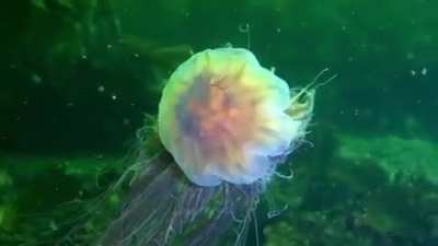 ? A Lion's mane jellyfish ?