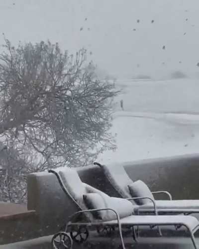 ? Coyotes playing during a rare snow storm in Scottsdale Arizona today
