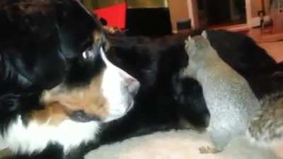 Squirrel trying to hide some nuts in a dog