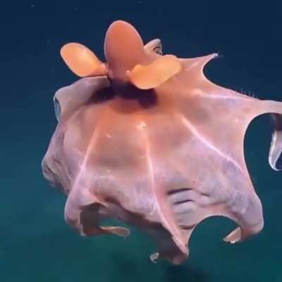? Octopus stretches its tentacles to form a ball