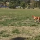 There are two types of dog in the world