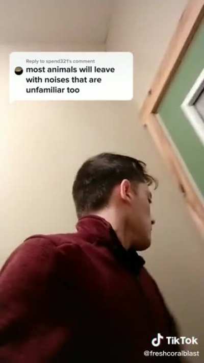 FreshCoralBlast is so far my favorite person on tiktok