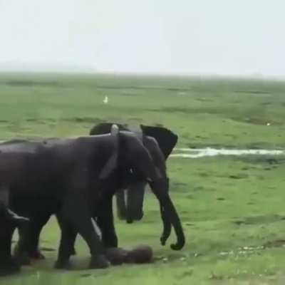 ? when an Elephant gives birth.