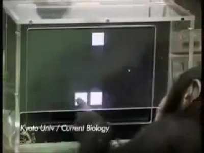 Chimpanzees have great memory