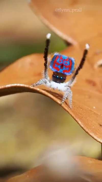 ? Peacock Spider ?
