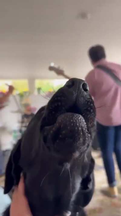 Winnie the black lab joining in band practice