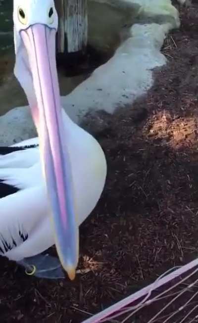 ? Pelican opening its mouth ?