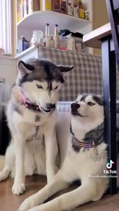 Vicious foreplay