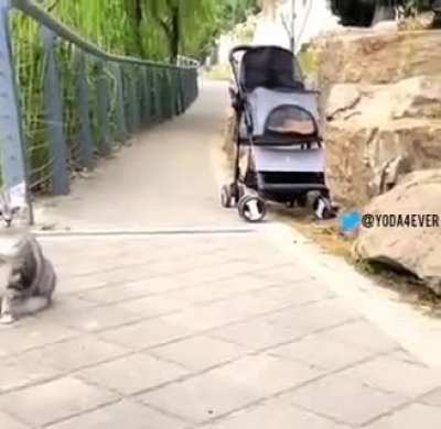 Now this doge...??