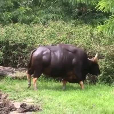 ? This absolute UNIT of a bull