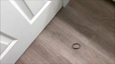 My cat likes to play fetch...