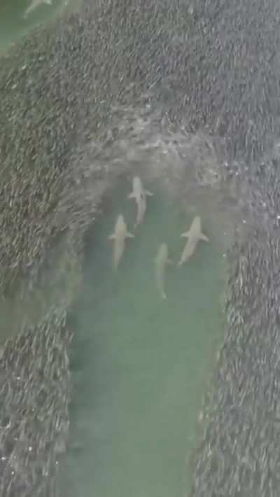 ? Fish Making Way For Sharks