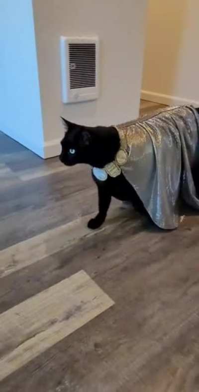 Christmas cat walk was a grand success