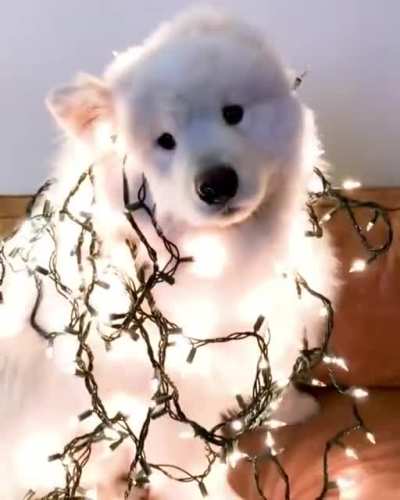 "I guess I'm the tree now"