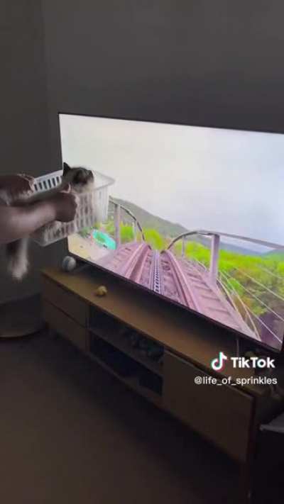 Roller coaster kitty