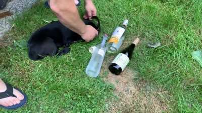 The puppy partied too hard ??