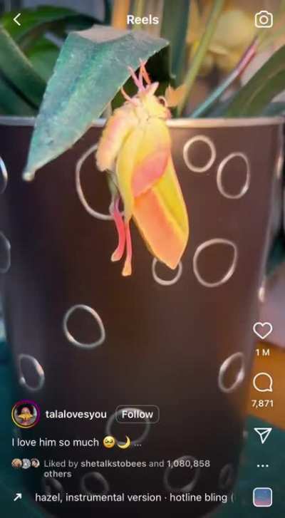 ? Male Chinese Moon Moth emerges and thus graces this planet