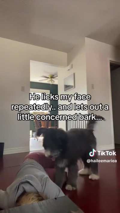 It seems cute but I can't stop thinking she scared her puppy for no reason. He's not even trained for this, he's just from a regular breeder. What do you think?
