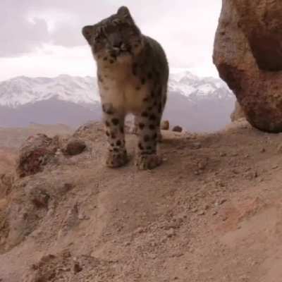 ? Snow leopard mother and cub on cameratrap in the beautiful mountains of Ladakh in India.