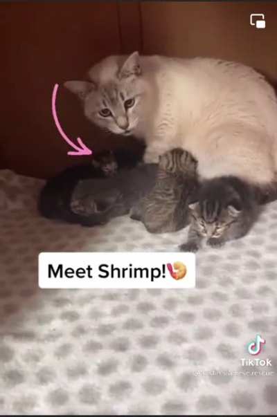 Not OP but felt like you guys needed to see little ‘Shrimp’ ?