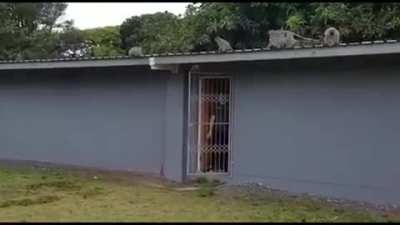?A wild young monkey is welcomed back by his family when he is released after 3 weeks of treatment for a leg injury