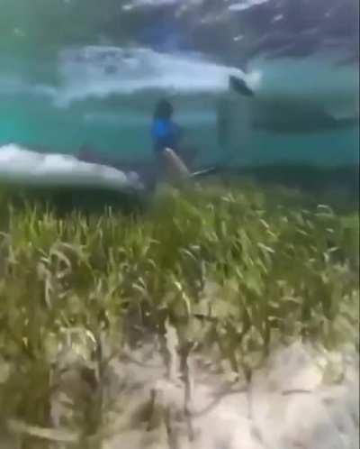 Snorkeling lady playing with a stingray almost loses her head