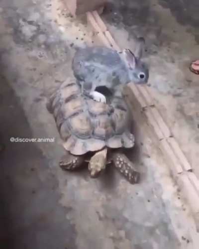 I won't lose the race again!