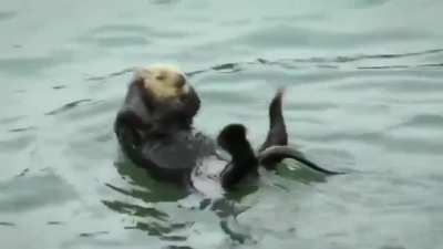 ? sea otter.