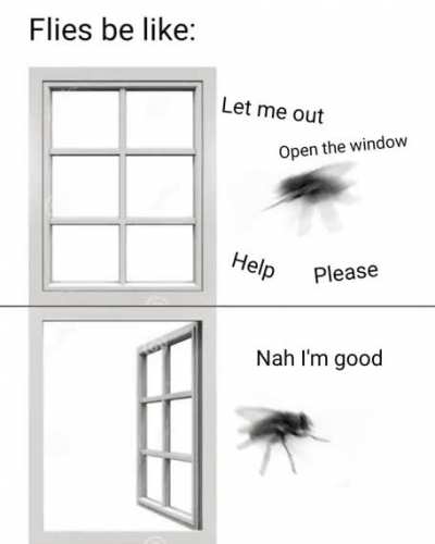Flies be like...