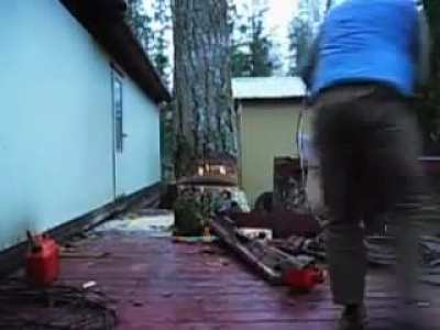 Tree barely makes it through