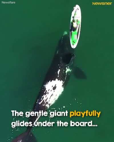 A giant whale approaches an unsuspecting paddle boarder, and the incredible encounter was captured by a drone ? ❤️