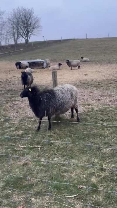 That’s the spot right there🐑