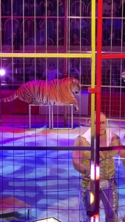 obese circus tiger