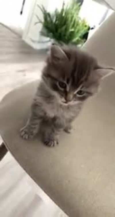 I was told my smol boi belongs here